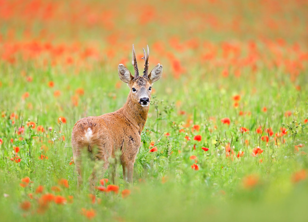 Odrzana skupstina jlo "konjic" konjic