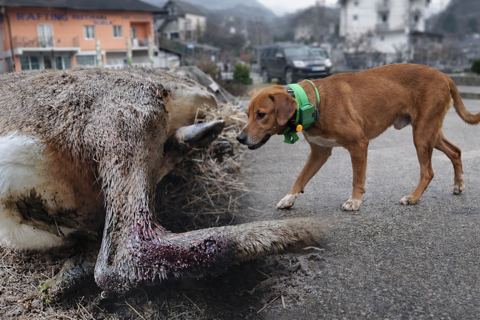 Upozorenje: Neodgovorno puštanje lovačkih pasa ugrožava divljač i sigurnost građana